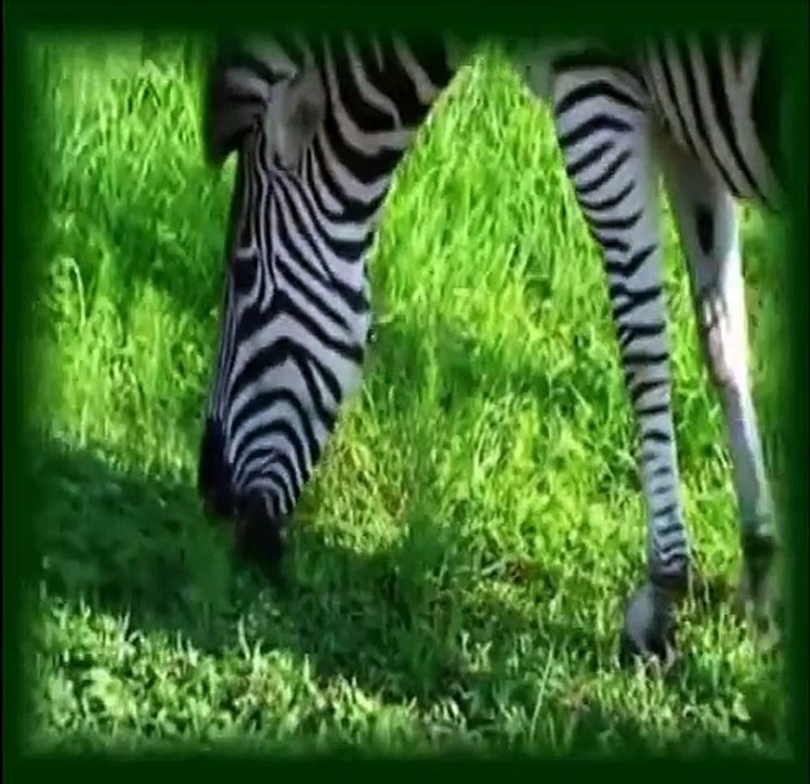 RAS DUMISANI & AFRIKHAYA BAND - Nkosi Sikelela - Reggae Version