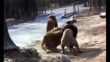 Animal Attacks , Lion vs Tiger Fight # DECEMBER 2014