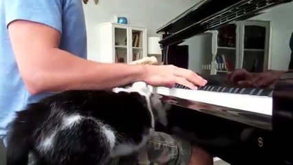 Ce chat préfère les caresses au piano