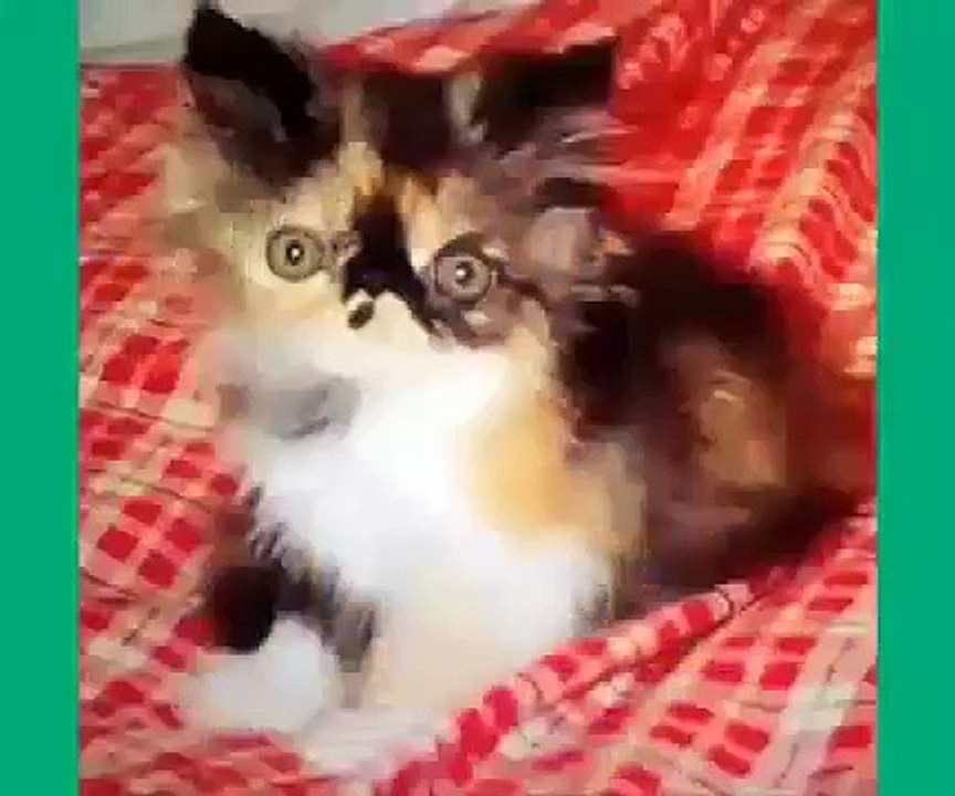 Best Cat Vines - The Best Cat Vine Compilation (25 MINUTES)
