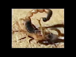 THE MIMIC OCTOPUS - Discovery/Animals/Nature