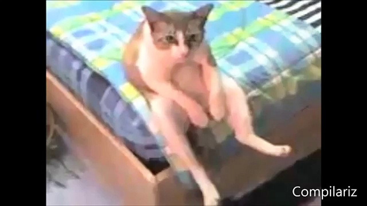 Animals Behaving Like Humans Compilation  discovery