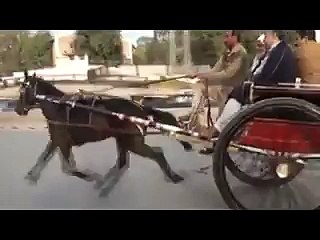 gujjar horse king of Rawalpindi