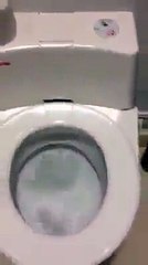 Coolest toilet cleans itself