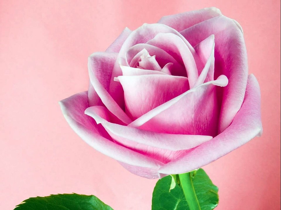 MASOOM SA EK CHEHRA DIL MEIN UTAR GAYA - (Dil Bechara Pyaar Ka Maara - 2004) - (Audio)