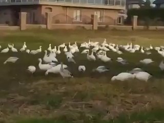 cuteness overload ducks and the girl