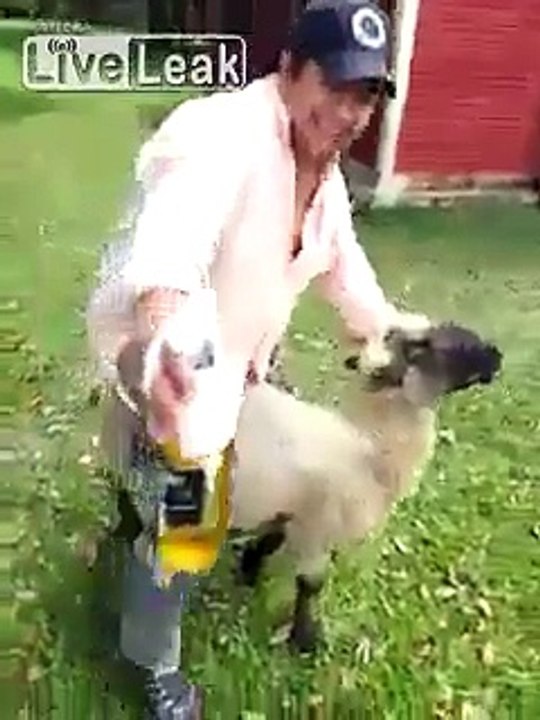 Drunk man riding a Lamb like a cowboy