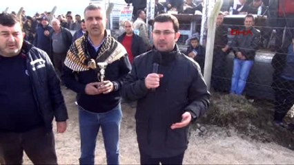 Bergama'da Deve Güreşi Heyecanı