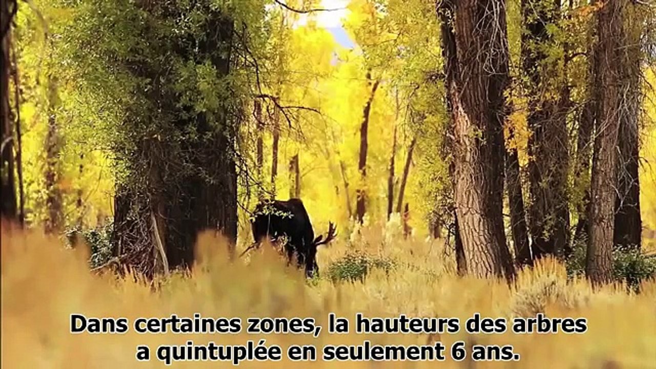 L'impact de la réintroduction des loups sur l'écosystème dans le parc national de Yellowstone (États-Unis)