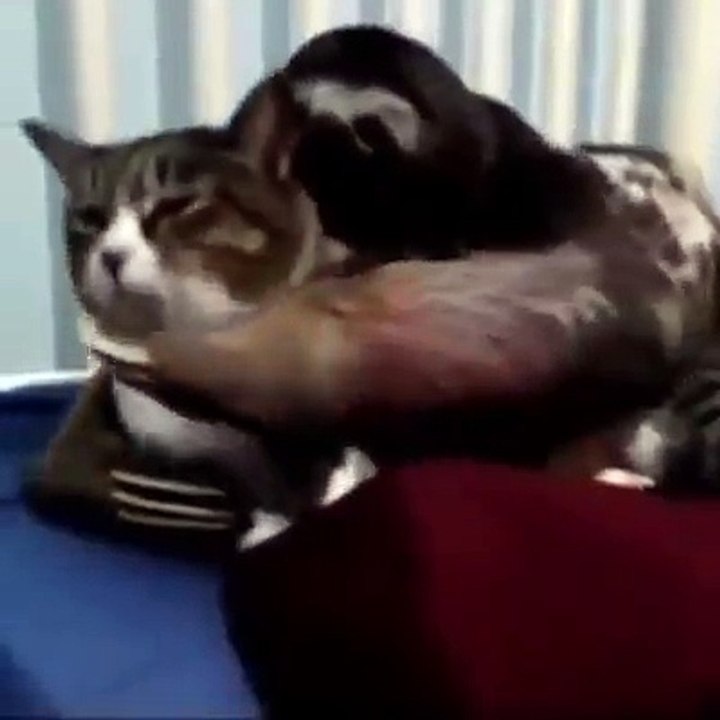 monkey making love with cat