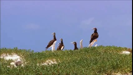 onlarda belgesel bizde belgesel