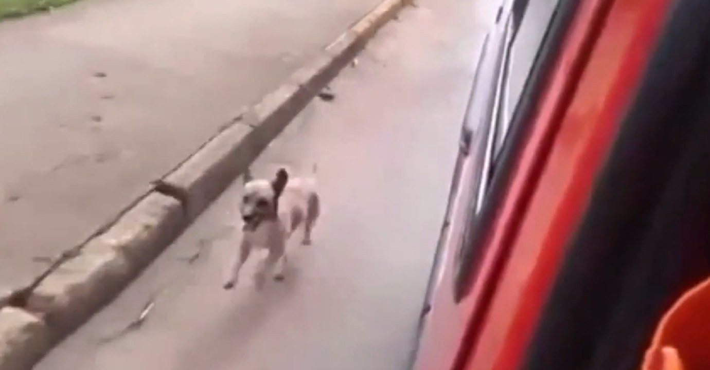 Dog Chases Ambulance Driving His Homeless Owner And Won't Let Go