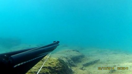 zıpkın ile barbun avı