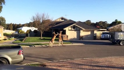 Une bagarre de kangourous en pleine rue - ANGRY TEDDY vidéo insolite