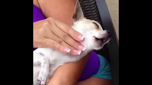 Un chien se fait masser - angry Teddy vidéos insolites