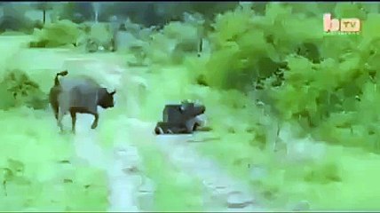 Buffalo, lion kills in a single stroke