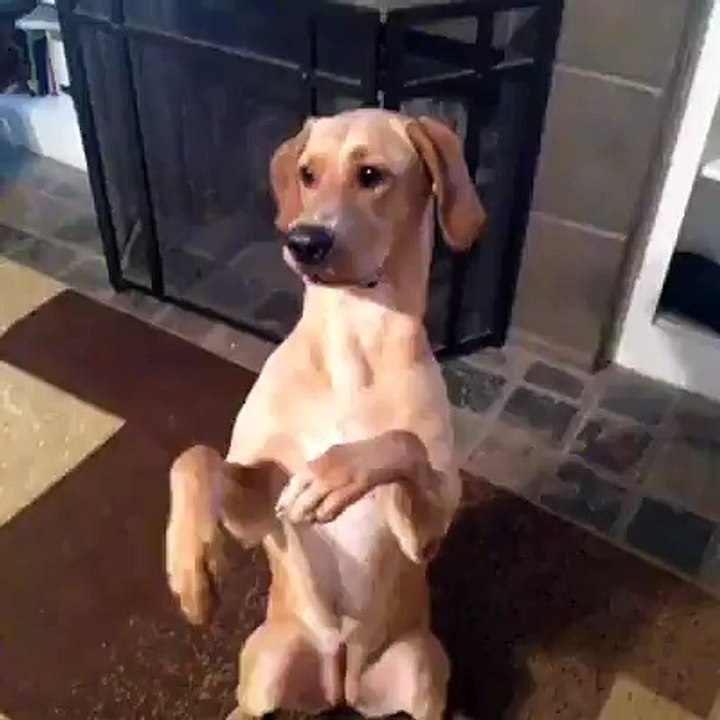 amazing acting by a dog.