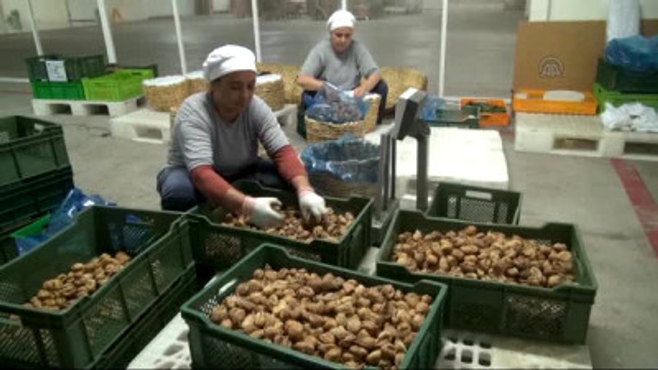 Tariş Kendi Enerjisini Kendisi Üretecek