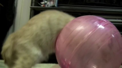 KITTEN in Hamster Ball stuck in the middle