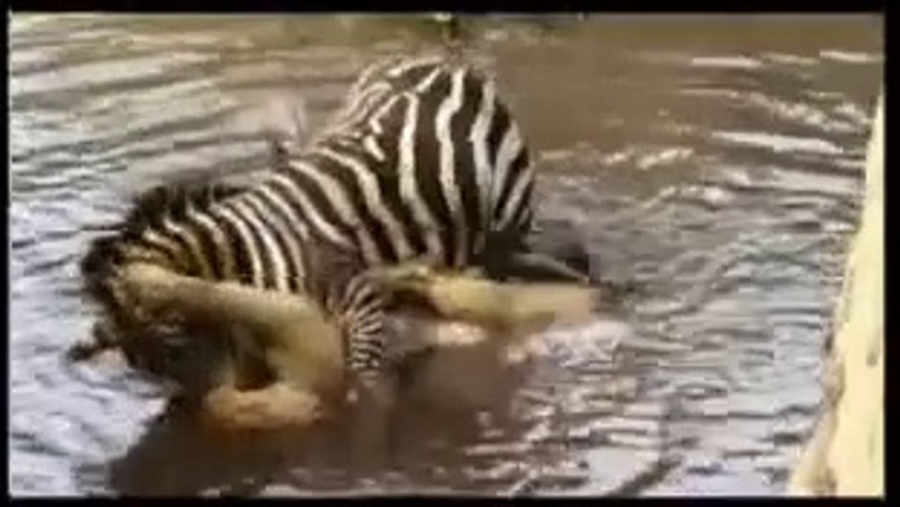 Zebra Drowning a Lion