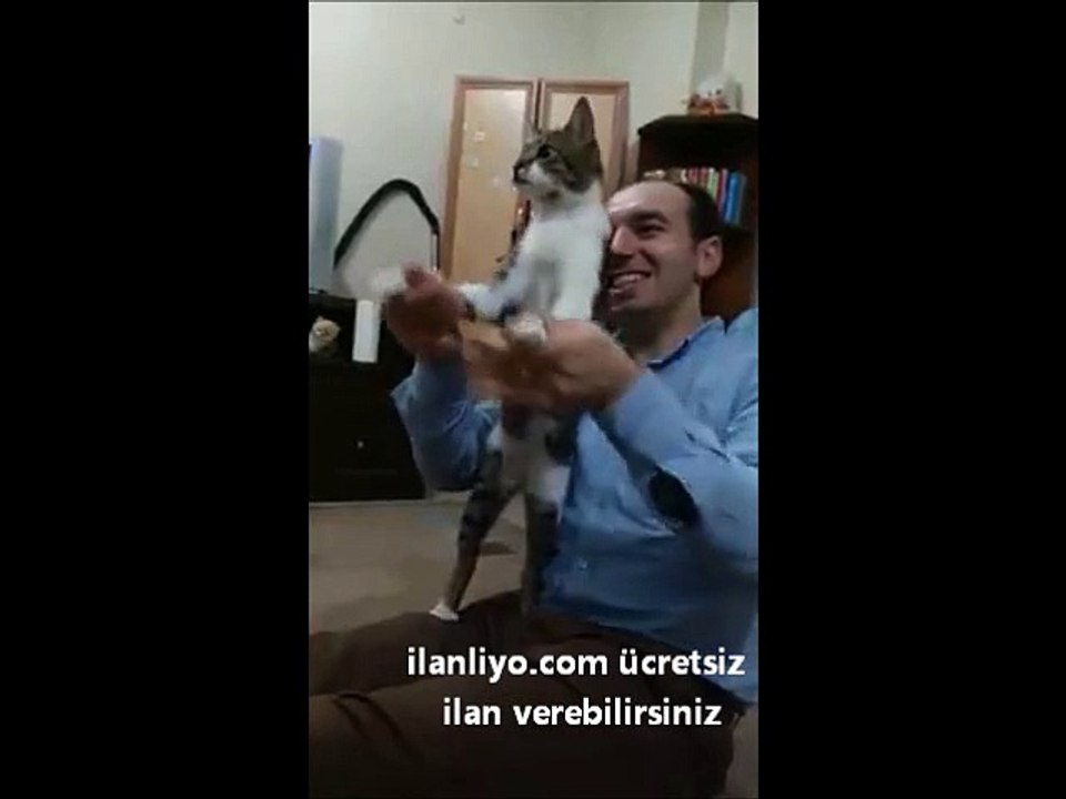 Kendisini Titanik'te Sanan Kedi :)))