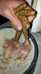 Cocktail chick Hand feed very cute babies