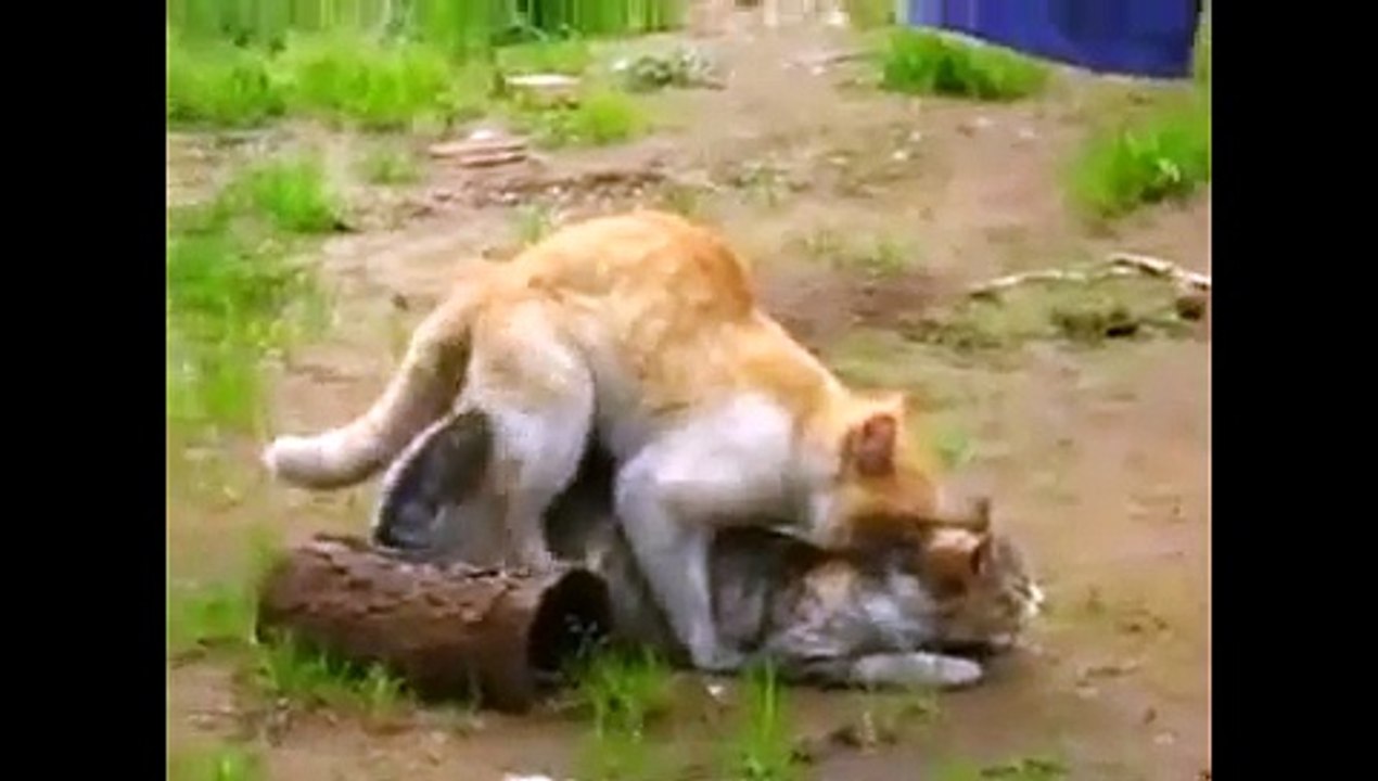 Animals mate Gatos Culeadores   Cat cute Animal funny