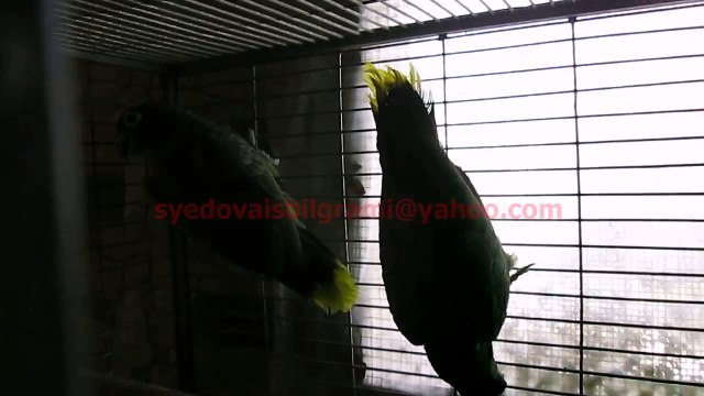 Mealy Amazon Parrot of Syed Ovais Bilgrami