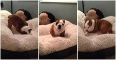 English Bulldog Puppy Loves New Bed He Got For Christmas