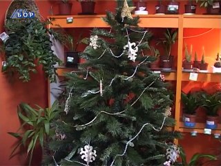 Prodaja novogodišnjih jelki, 28. decembar 2014. (RTV Bor)