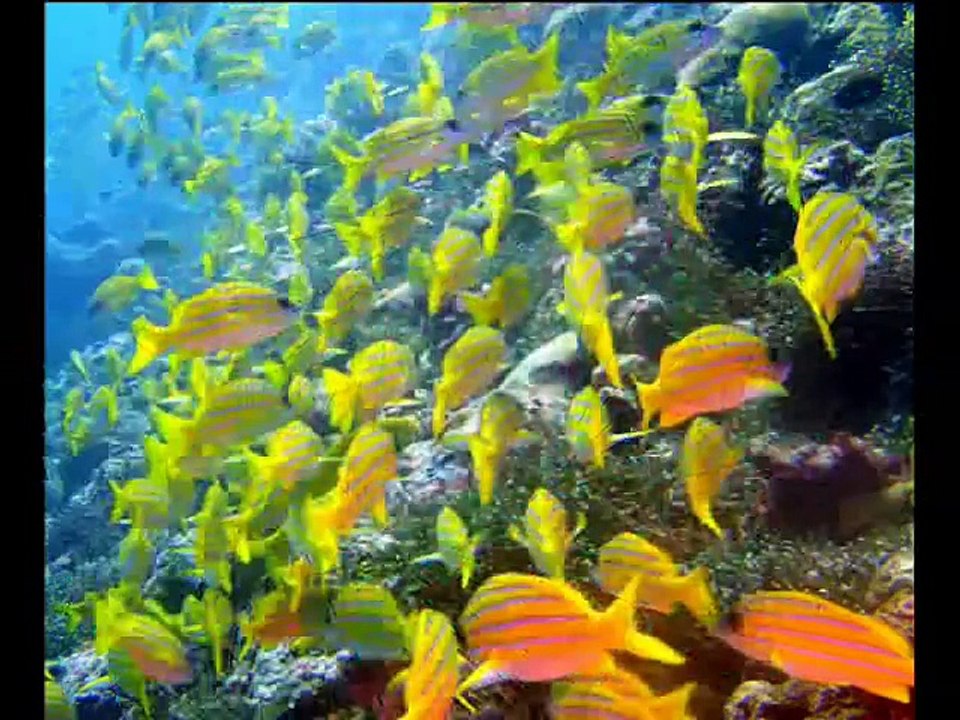 Bangla Gazal- Aj Keno Prithibita Lage Eto Sundor-Bangla Best Gazal 2014