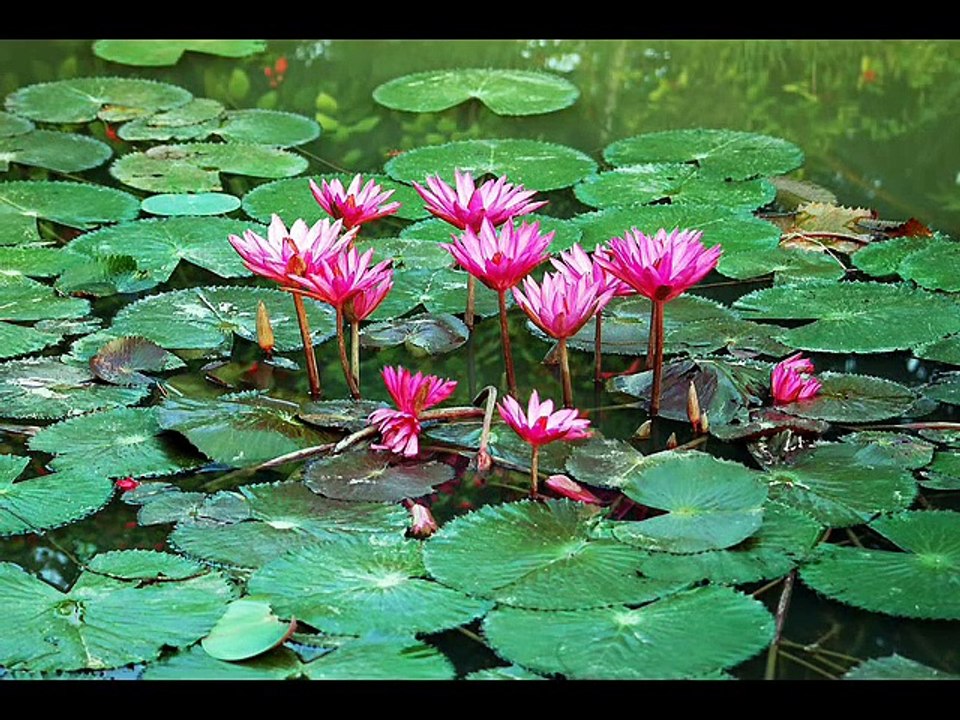 Bangla Islamic Songs and Gojol -Soto Olider Podo Dhulite Dhonno Moder Desh- Bangla Islamic Gazal