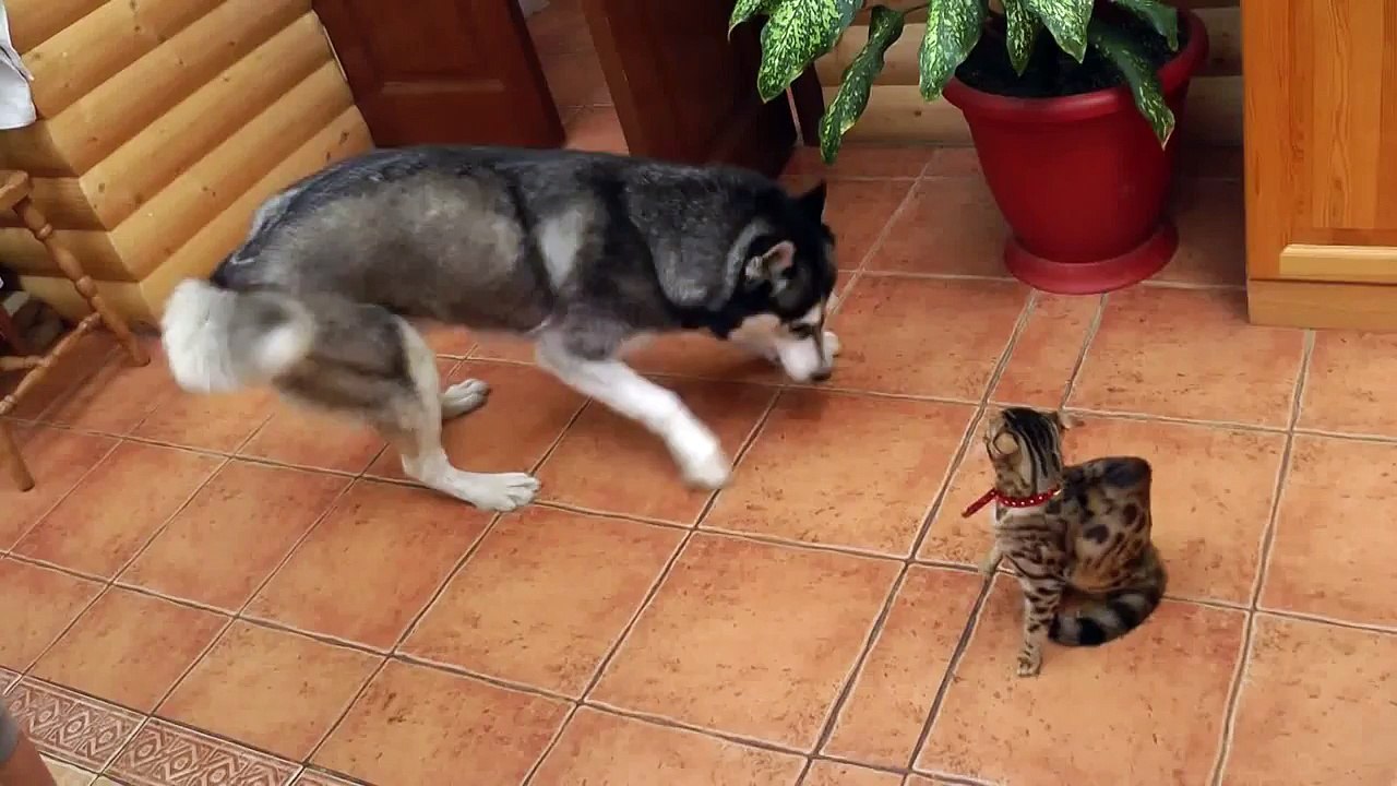 Heartless Cat Refuses To Play With Husky