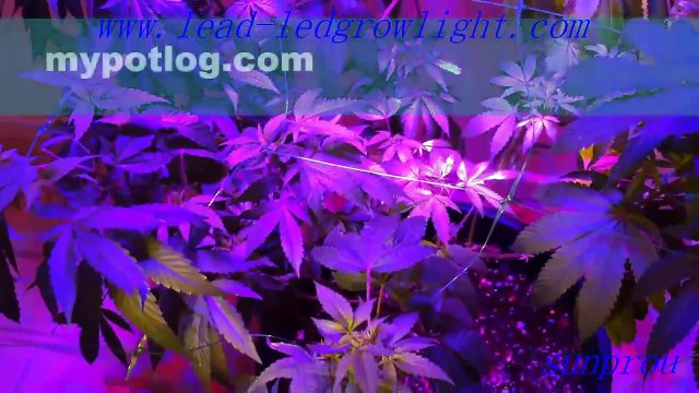 300 watt led grow light with wholesale price