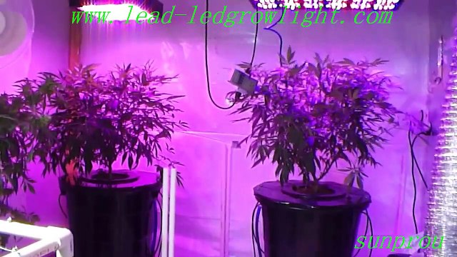 grow light bulbs for indoor plant lighting