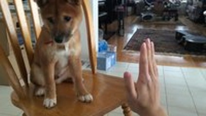 Three month old Shiba Inu Kibo giving high fives