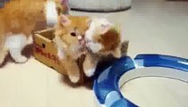 Funny Cats Video - Funny Videos 2014 - Funny Cat Videos - Funny Animals Funny Fails Funny Vines
