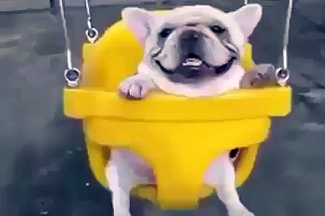 Dog slide