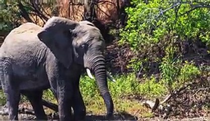 Dunya News-Crocodile Attacks Elephant