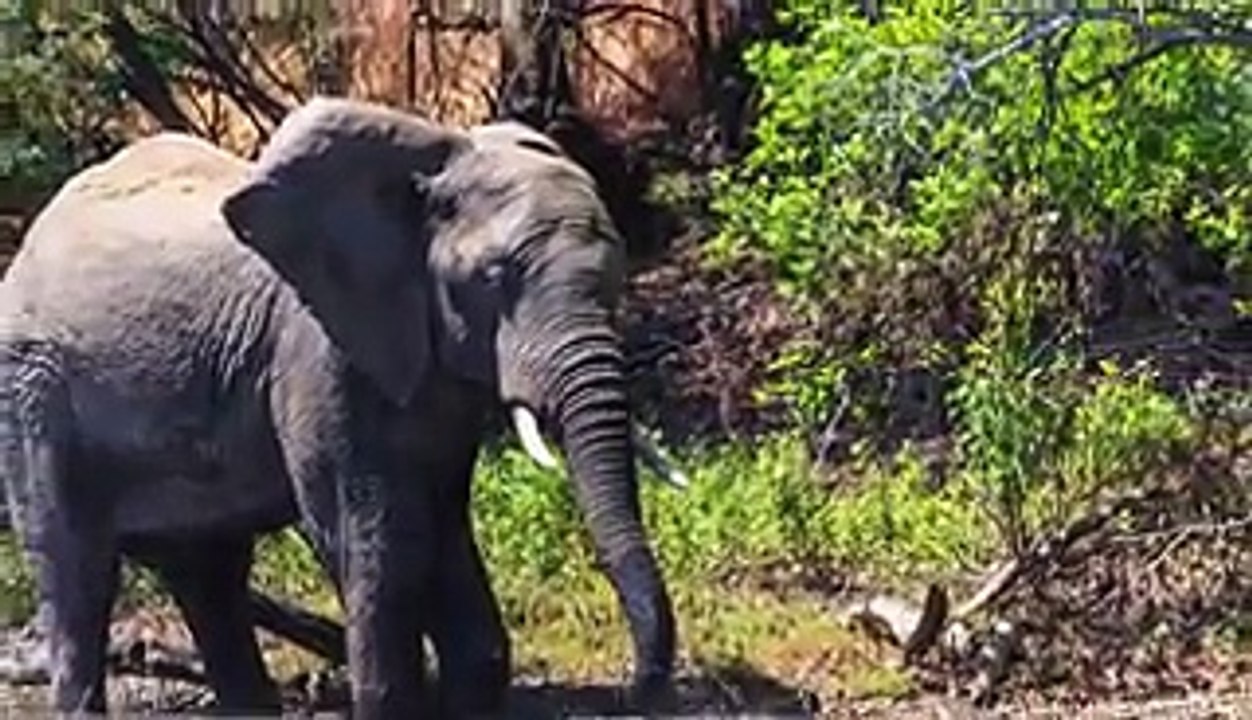 Crocodile Attacks Elephant