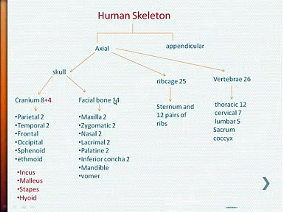 Bio Ch16-II B_xvid