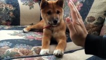 Three Month Old Puppy Giving High Five