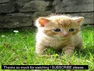 Funny Baby Cats Video __ funnt Baby Cat and dog compilation