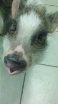 Le cochon Hamilton adore les bonbons! Trop mignon...