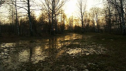 Охота на гуся и вальдшнепа