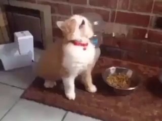 Cat Dancing to Music 🐱🎶