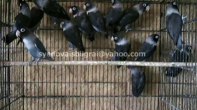 Mauve Personata Lovebirds of Syed Ovais Bilgrami