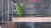 Orange Winged Amazon Parrots of Syed Ovais Bilgrami
