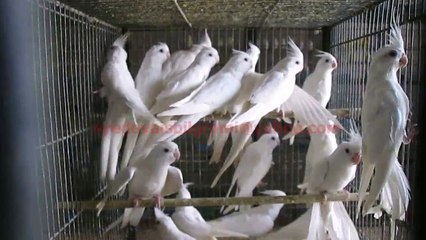 Albino Cockatiels of Syed Ovais Bilgrami