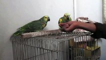 Yellow Wing Blue Fronted Amazon Parrots of Syed Ovais Bilgrami